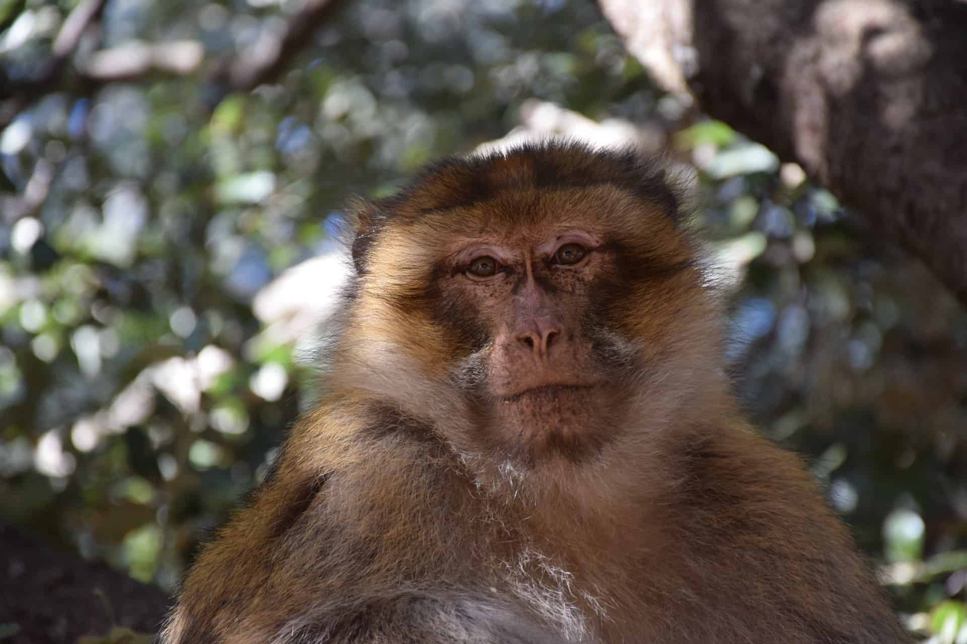 Azrou monkey 